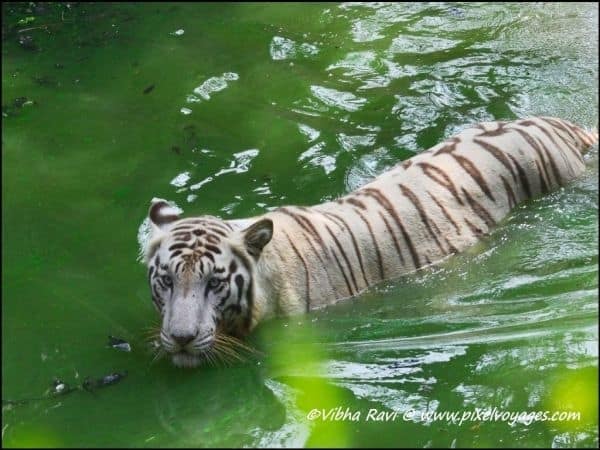 Nandankanan Zoological Park: A must visit in Orissa